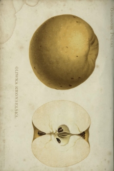 Ogrodnik Polski : dwutygodnik poświęcony wszystkim gałęziom ogrodnictwa T. 14, Nr 1 (1892)