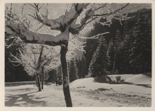 Tatry. Zima w Dolinie Kościeliskiej
