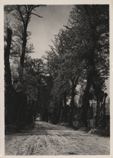 Szkło (woj. lwowskie). Aleja