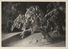 Bieszczady. Na stoku Trościanu